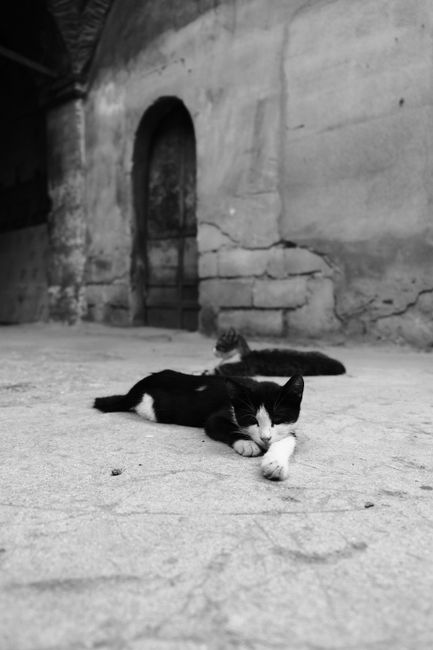 A medium-sized dog with a scruffy coat of black, white, and gray fur stands outdoors on a patch of ground with dry grass. Its ears are floppy, and it has a long face with a slightly shaggy appearance 